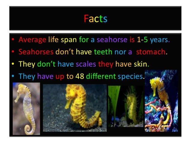 Seahorses