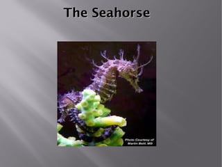 The Seahorse 