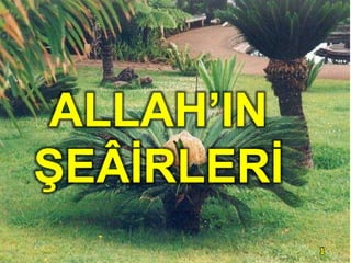 ALLAH’IN
ŞEÂİRLERİ
1

 