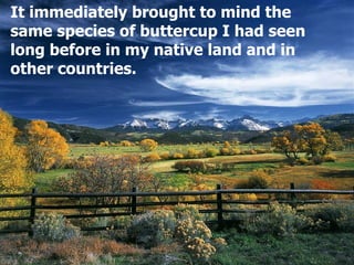 It immediately brought to mind the
same species of buttercup I had seen
long before in my native land and in
other countries.
 