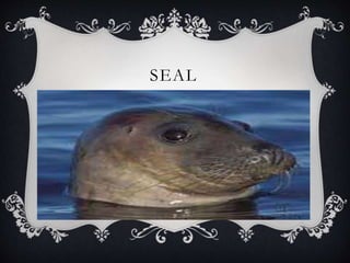 SEAL
 