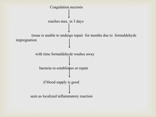 Coagulation necrosis
reaches max. in 3 days
tissue is unable to undergo repair for months due to formaldehyde
impregnation
with time formaldehyde washes away
bacteria re-establishes or repair
if blood supply is good
seen as localized inflammatory reaction
 