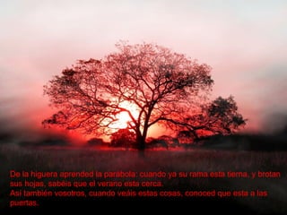 De la higuera aprended la parábola: cuando ya su rama esta tierna, y brotan  sus hojas, sabéis que el verano esta cerca. Así también vosotros, cuando veáis estas cosas, conoced que esta a las puertas.   