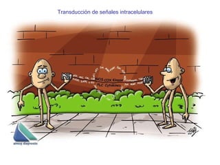 Transducci ón de señales intracelulares 