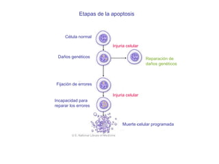 Etapas de la apoptosis Reparaci ón de  daños genéticos C élula normal Injuria celular Daños gen éticos Fijaci ón de errores Injuria celular Incapacidad para  reparar los errores Muerte celular programada 