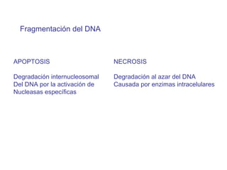 Fragmentación del DNA APOPTOSIS Degradación internucleosomal Del DNA por la activación de  Nucleasas específicas NECROSIS Degradación al azar del DNA Causada por enzimas intracelulares 