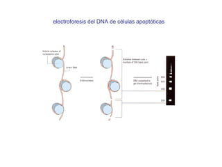 electroforesis del DNA de células apoptóticas 