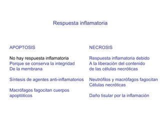 Respuesta inflamatoria APOPTOSIS No hay respuesta inflamatoria Porque se conserva la integridad  De la membrana Síntesis de agentes anti-inflamatorios Macrófagos fagocitan cuerpos  apoptóticos NECROSIS Respuesta inflamatoria debido  A la liberación del contenido de las células necróticas Neutrófilos y macrófagos fagocitan Células necróticas Daño tisular por la inflamación  