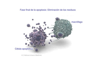 Fase final de la apoptosis: Eliminaci ón de los residuos   C élula apoptótica macr ófago 