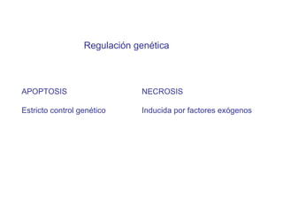 Regulación genética APOPTOSIS Estricto control genético NECROSIS Inducida por factores ex ógenos   