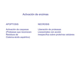 Activación de enzimas APOPTOSIS Activación de caspasas (Proteasas que reconocen Residuos de  Cisteina-ácido aspártico)  NECROSIS Liberación de proteasas Lisosomales con acción  inespecífica sobre proteínas celulares 