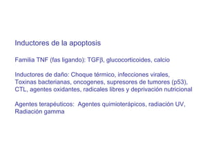 Inductores de la apoptosis Familia TNF (fas ligando): TGF  , glucocorticoides, calcio Inductores de daño: Choque térmico, infecciones virales, Toxinas bacterianas, oncogenes, supresores de tumores (p53),  CTL, agentes oxidantes, radicales libres y deprivación nutricional Agentes terapéuticos:  Agentes quimioterápicos, radiación UV, Radiación gamma 
