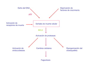 Deprivaci ón de  factores de crecimiento Daño del DNA Señales de muerte celular Activaci ón de  receptores de muerte p53 Activaci ón de proteasas Activaci ón de  endocucleasas Cambios celulares Reorganizaci ón del  citoesqueleto Fagocitosis BCL2 