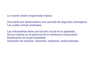 La muerte celular programada implica: Una señal que desencadena una cascada de segundos mensajeros Los cuales activan proteasas. Las mitocondrias tiene una funci ón crucial  en la apoptosis. Ocurre cambio en el potencial de la membrana mitocondrial Modificaci ón de la permeabilidad Activación de enzimas: citocromo, caspasas, endonucleasas 