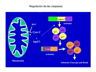 Regulación de las caspasas 