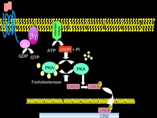 ATP PKA CREB   GDP GTP Adenilato  ciclasa cAMP  + Pi PKA Fosfodiesterasas CREB P CRE CREB P 