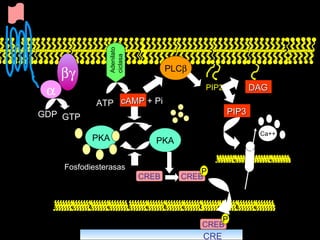   GDP GTP ATP Adenilato  ciclasa cAMP  + Pi PKA Fosfodiesterasas PIP2 PLC  Ca++ CREB CRE PKA DAG PIP3 CREB P CREB P 