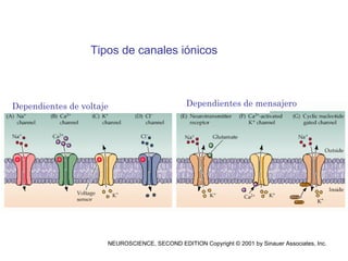 Tipos de canales i ó nicos NEUROSCIENCE, SECOND EDITION Copyright © 2001 by Sinauer Associates, Inc.  Dependientes de voltaje Dependientes de mensajero 