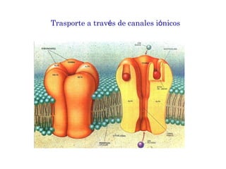Trasporte a trav é s de  canales i ó nicos 
