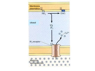 Rertículo  sarcoplásmico citosol Membrana plasmática 