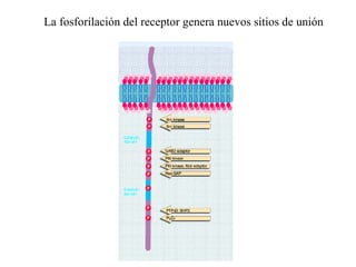 La fosforilación del receptor genera nuevos sitios de unión 