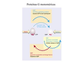 Proteínas G monoméricas 
