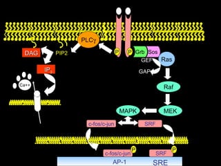 PIP2 PLC  Ca++ P P Grb Sos Ras GAP GEF Raf MEK MAPK c-fos/c-jun SRF SRF P SRE AP-1 c-fos/c-jun P DAG IP 3 