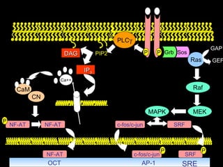 PIP2 PLC  P P Grb Sos Ras GAP GEF Raf MEK MAPK c-fos/c-jun SRF SRF P SRE AP-1 c-fos/c-jun P CaM CN NF-AT NF-AT P OCT NF-AT DAG IP 3 Ca++ 