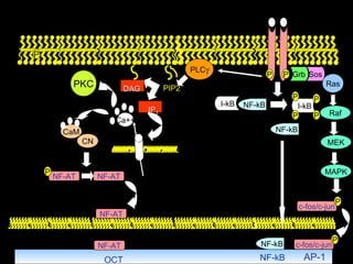 AP-1 P P Grb Sos Ras Raf MEK MAPK PIP2 PLC  CaM CN NF-AT NF-AT P NF-AT OCT NF-AT PKC P NF-kB NF-kB NF-kB c-fos/c-jun P DAG IP 3 Ca++ c-fos/c-jun P I-kB NF-kB I-kB P P P P 