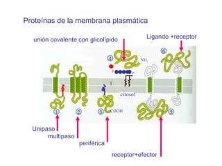 periférica unión covalente con glicolípido receptor+efector Ligando +receptor Proteínas de la membrana plasmática 1 2 3 4 1 5 6 citosol COOH NH 2 P P Unipaso multipaso 