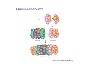 Estructura del proteosoma 