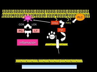 PIP2 PLC Ca++ AA PG LT COX LOX DAG PIP 3 Inflamación 