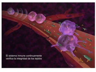 El sistema inmune continuamente verifica la integridad de los tejidos 