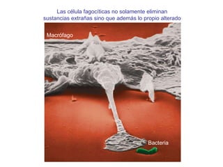 Las c élula fagocíticas no solamente eliminan  sustancias extrañas sino que además lo propio alterado  Macrófago Bacteria 