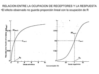 RELACION ENTRE LA OCUPACION DE RECEPTORES Y LA RESPUESTA El efecto observado no guarda proporción lineal con la ocupación de R 