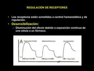 REGULACIÓN DE RECEPTORES Los receptores están sometidos a control homeostático y de regulación. Desensibilización: Disminución del efecto debido a exposición contínua de una célula a un fármaco. 