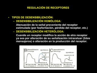 REGULACIÓN DE RECEPTORES TIPOS DE DESENSIBILIZACIÓN: DESENSIBILIZACIÓN HOMÓLOGA: Atenuación de la señal proveniente del receptor estimulado (por fosforilación, pérdida del receptor, etc.) DESENSIBILIZACIÓN HETERÓLOGA: Cuando un receptor modifica la acción de otro receptor ya sea por alteración de su señalización intraceluar (2dos mensajeros) o alteración en la producción del receptor. 