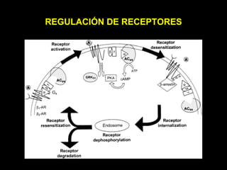 REGULACIÓN DE RECEPTORES 