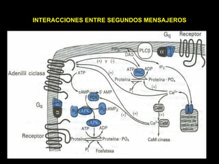 INTERACCIONES ENTRE SEGUNDOS MENSAJEROS 