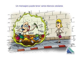 Un mensajero puede tener varios blancos celulares 
