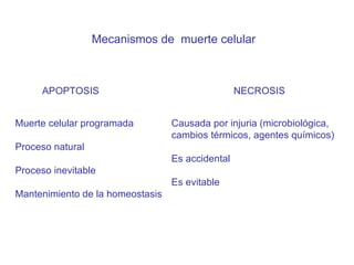 APOPTOSIS Muerte celular programada Proceso natural Proceso inevitable Mantenimiento de la homeostasis Mecanismos de  muerte celular NECROSIS Causada por injuria (microbiol ógica, cambios térmicos, agentes químicos) Es accidental Es evitable 