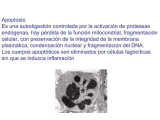 Apoptosis: Es una autodigestión controlada por la activación de proteasas  endógenas, hay pérdida de la función mitocondrial, fragmentación  celular, con preservación de la integridad de la membrana  plasmática, condensación nuclear y fragmentación del DNA.  Los cuerpos apoptóticos son eliminados por células fagocíticas  sin que se induzca inflamación 