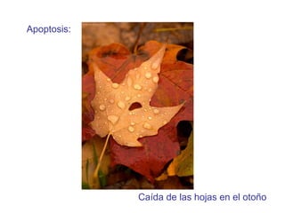 Apoptosis: Ca ída de las hojas en el otoño 