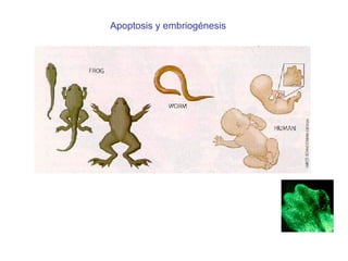 Apoptosis y embriog énesis 