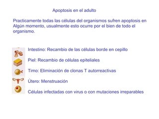 Apoptosis en el adulto Practicamente todas las células del organismos sufren apoptosis en Algún momento, usualmente esto ocurre por el bien de todo el  organismo. Intestino: Recambio de las células borde en cepillo Piel: Recambio de células epiteliales Timo: Eliminación de clonas T autorreactivas Útero: Menstruación Células infectadas con virus o con mutaciones irreparables  