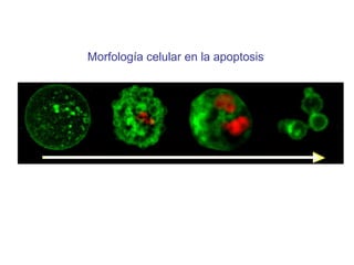 Morfología celular en la apoptosis 