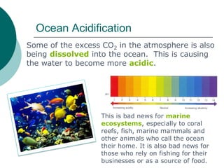 Ocean Acidification
Some of the excess CO2 in the atmosphere is also
being dissolved into the ocean. This is causing
the w...