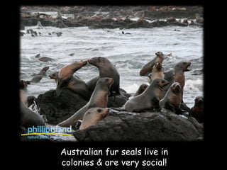 Australian fur seals live in
colonies & are very social!
 