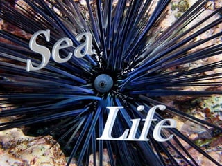 Sea Life 