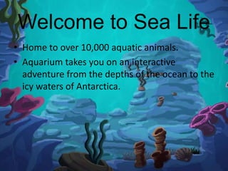 Welcome to Sea Life
• Home to over 10,000 aquatic animals.
• Aquarium takes you on an interactive
adventure from the depths of the ocean to the
icy waters of Antarctica.
 